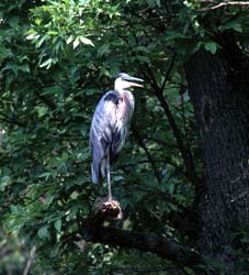 Great Blue Heron