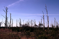 Chicoteague Island Scene