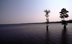Great Dismal Swamp
